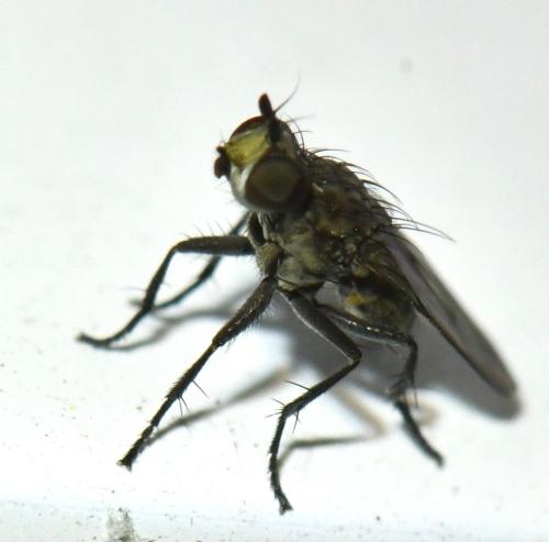 Schoenomyza litorella